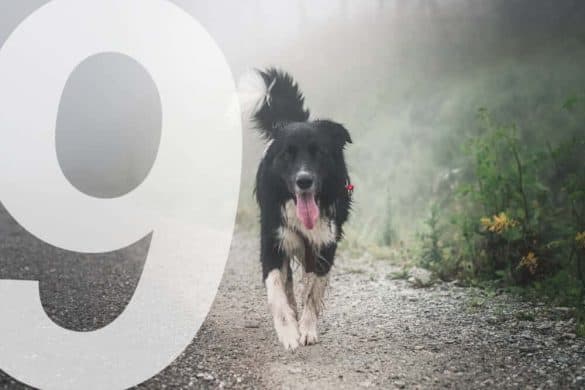 herbst border collie tipps ernaehrung gesundheit starkes immunsystem hunde