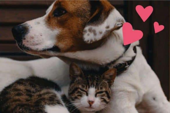hund katze freunde liebe zusammen herz
