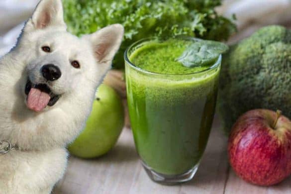 hund superfood smoothie samen beeren apfel brokkoli salat apfel vitamine gesund weisser schaeferhund