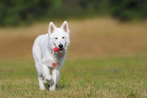 hunde richtig belohnen weisser schaeferhund spielzeug leckerli