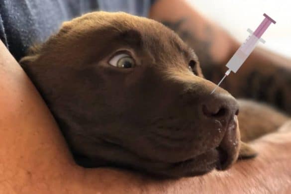 impfung hund wie oft haltbarkeit nebenwirkungen ueberimpfen virologin brauner labrador retriever welpe