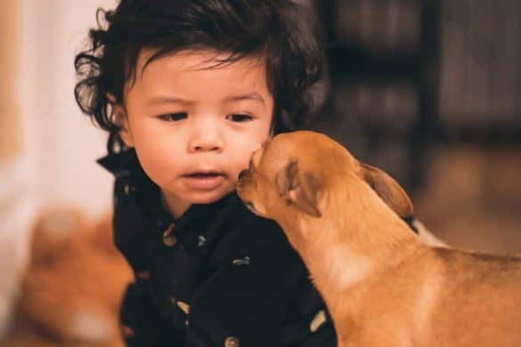schuetzt hund kinder vor staub lebensmittel allergie asthma kleinkind chihuahua allergikerfreundliche hunde