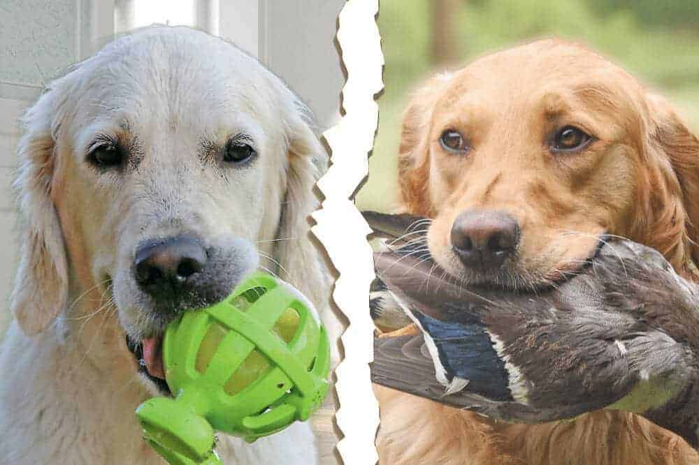 showlinie und arbeitslinie hunde unterschiede golden retriever zucht