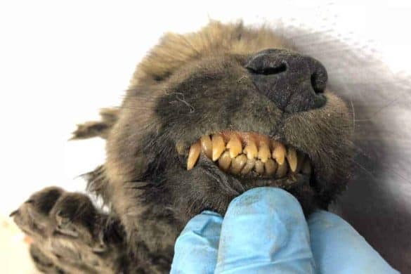 18000 jahre alter welpe russland gefunden hund wolf jakutsk Centre for Palaeogenetics Sergey Fedorov dogor