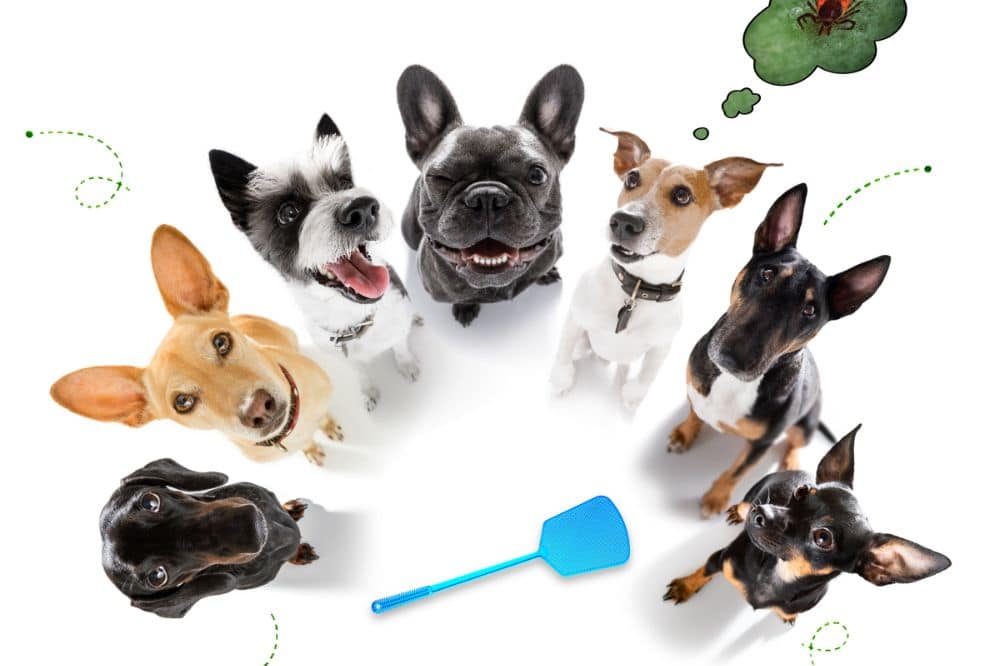 Hauhaltstipps für Herbst und Winter mit Hund / Sauberkeit und Hygiene mit Hund / diehundezeitung.com