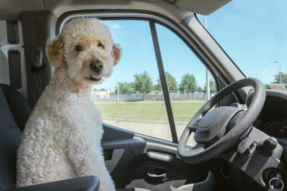 Hund im Auto fährt im Kreis ohne Fahrer