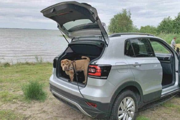 VW T-Cross Shar Pei Auto hundefreundlich Test
