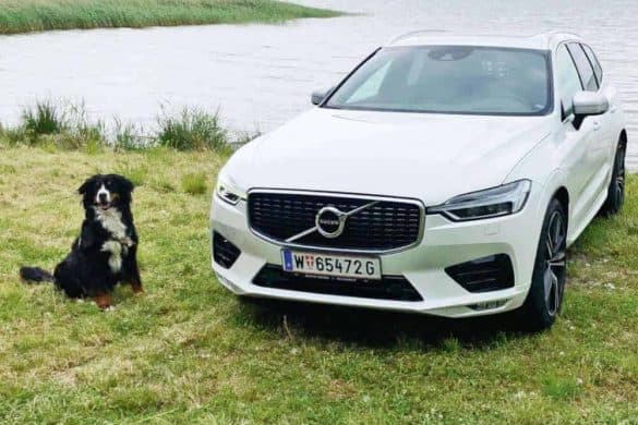 Volvo XC 60 hund hundefreundlich berner sennenhund