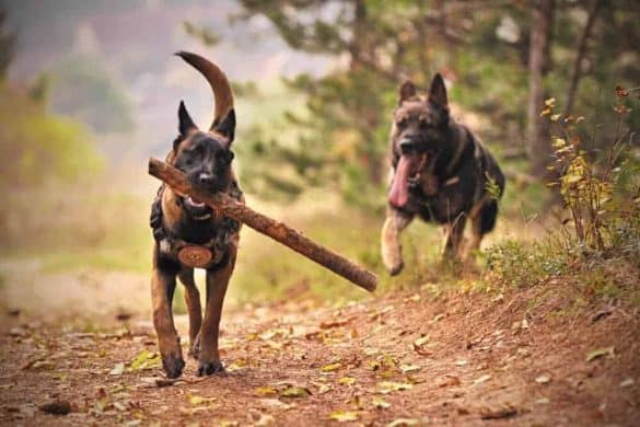 belgische schaeferhunde toeten soldat mitlitaerhunde malinois wiener neustadt flugfeld kaserne jagdkommando symbolbild