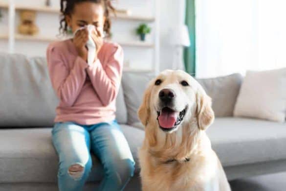 Ein allergikderfreundlicher Hund sitzt im Vordergrund, im Hintergrund putzt sich ein Mädchen die Nase.