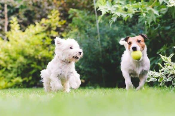 hund hundewiese wiese spielen ball