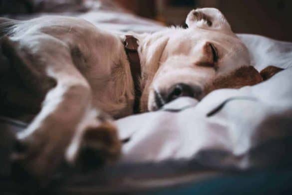 hund im bett studie wissenschaft schlaf gesundheit
