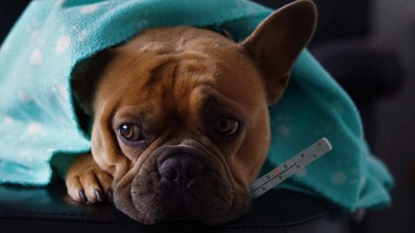 hund krank abwehrkraefte thermometer immunsystem