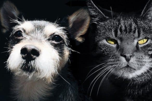 hunde katzen maenner frauen kinder beissen biss studie 2015