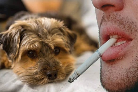 passivrauch hund passiv rauchen risiko gesundheit krebs