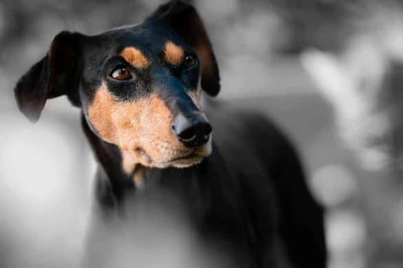studie emotionen gefuehle mimik erkennen hunde menschen