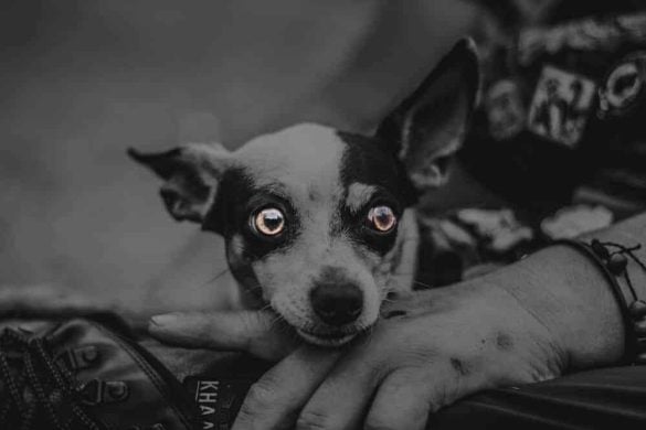 traumatisierter hund chihuahua tierheim trauma ueberwinden misshandlung erziehung