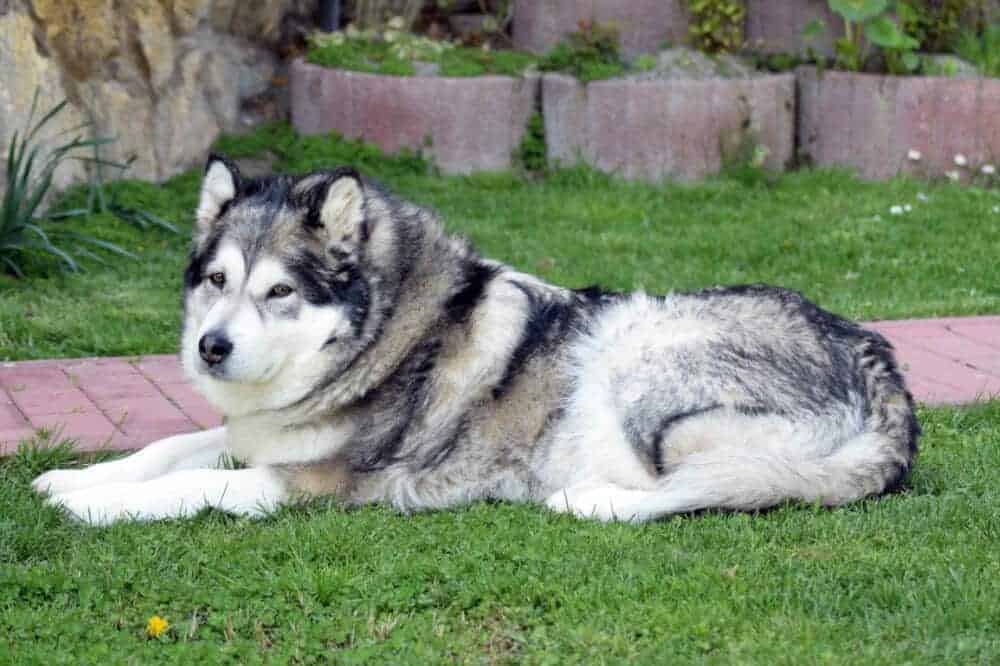 Alaskan Malamute Schlittenhund Und Kaltespezialist