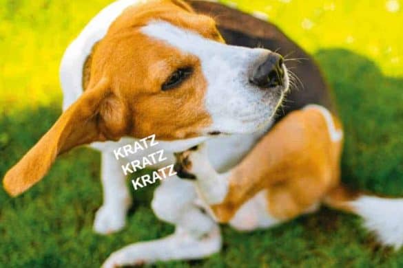 allergien beim hund beagle futter unvertraeglichkeit kratzen jucken die hundezeitung