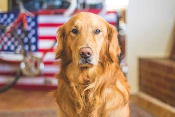 golden retriever rasse hund beliebteste hundenamen in den usa 2019 die hundezeitung