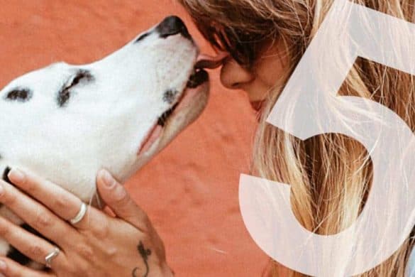 hundeverrueckt hunde liebe hundemenschen eigenschaften kuss dalmatiner frau