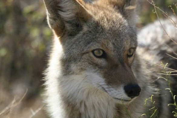 koyote coyote kanada manitoba hund unfall
