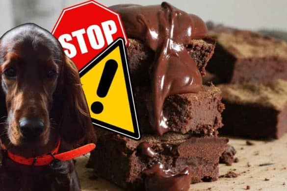 schokolade für hunde tödlich giftig erste hilfe theobromin kakao cocker spaniel die hundezeitung