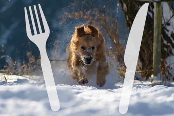 was tun wenn hunde schnee fressen gesundheit risko erste hilfe winter golden retriever