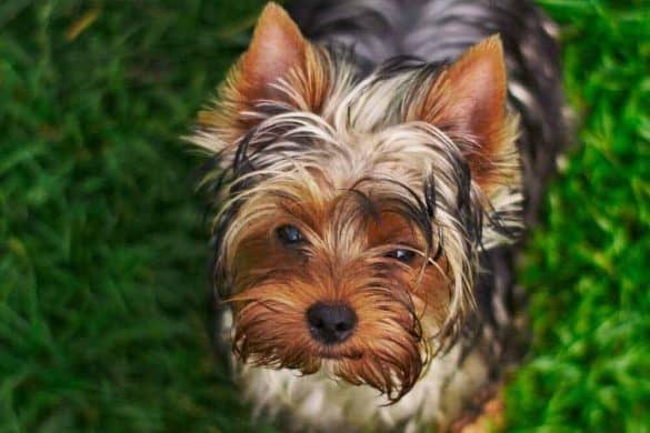 yorkshire terrier getreten gericht keine strafe kleiner hund