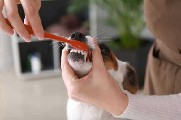 zahnbehandlung zahnarzt hund tierarzt voll narkose terrier dentist.jpg
