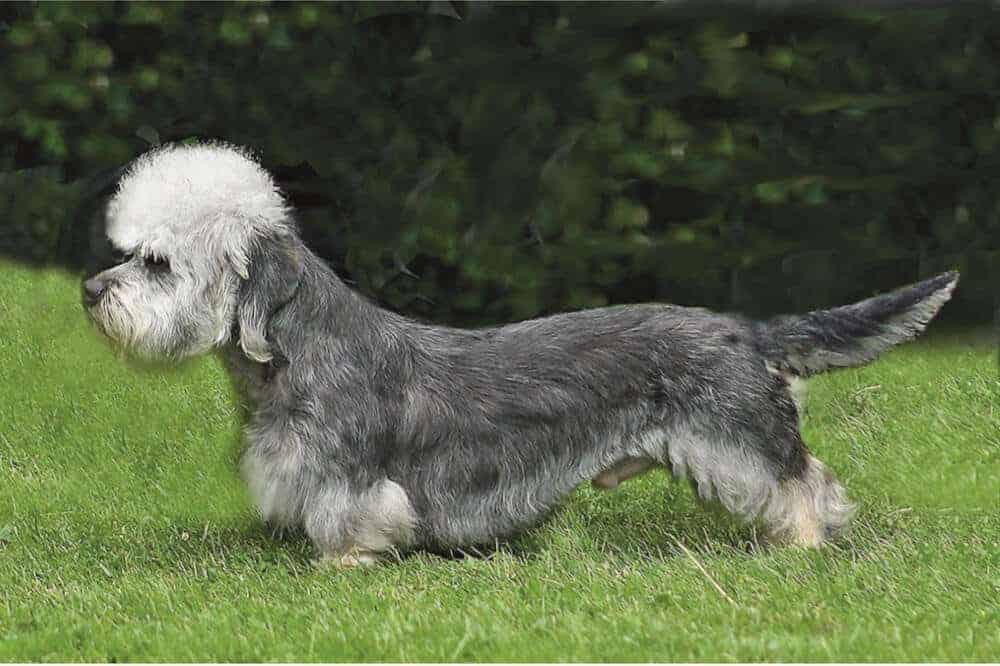Dandie Dinmont Terrier hund rasse hunderasse stehend seitlich