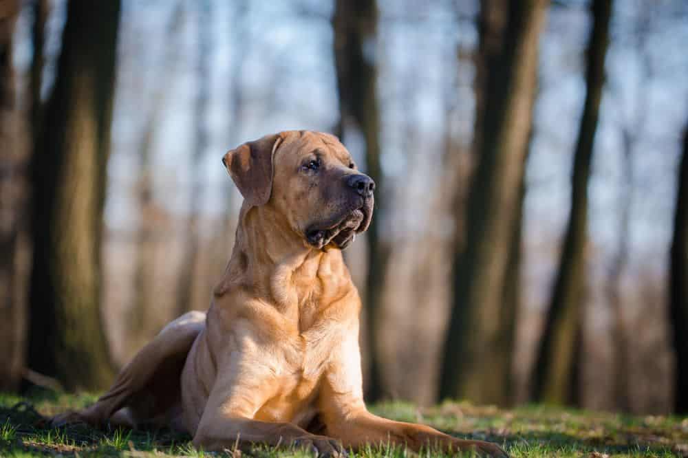 Ein Tosa Inu liegt aufmerksam auf einer Wiese im Wald. Der Hund ist entspannt, hat jedoch eine wachsame Körperhaltung.