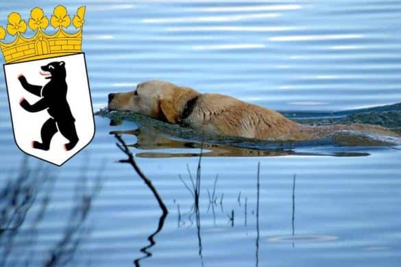 baden mit hund berlin deutschland hundefreundliche badeseen deutschland labrador retriever