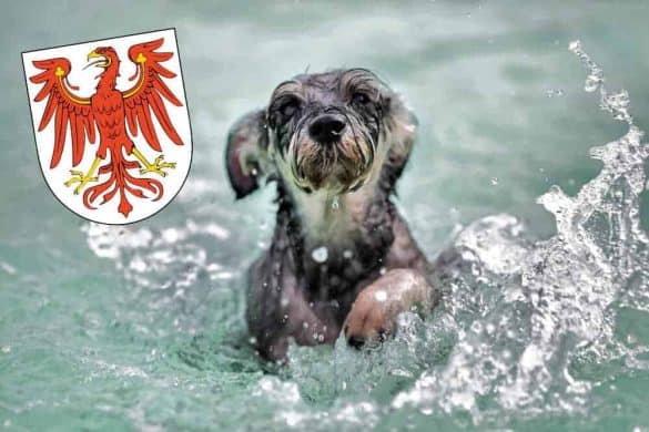 Hundefreundliche Badeseen und Badeplätze in Brandenburg