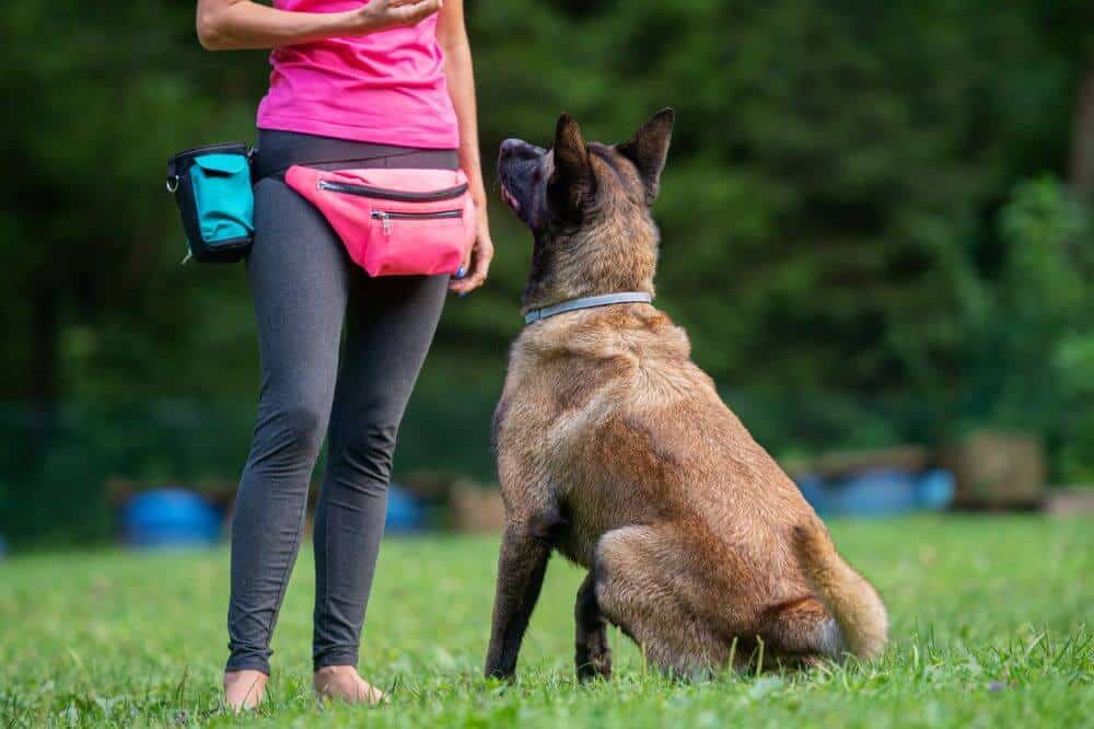 Ein belgischer Schäferhund sitzt aufmerksam vor seinem Frauchen.