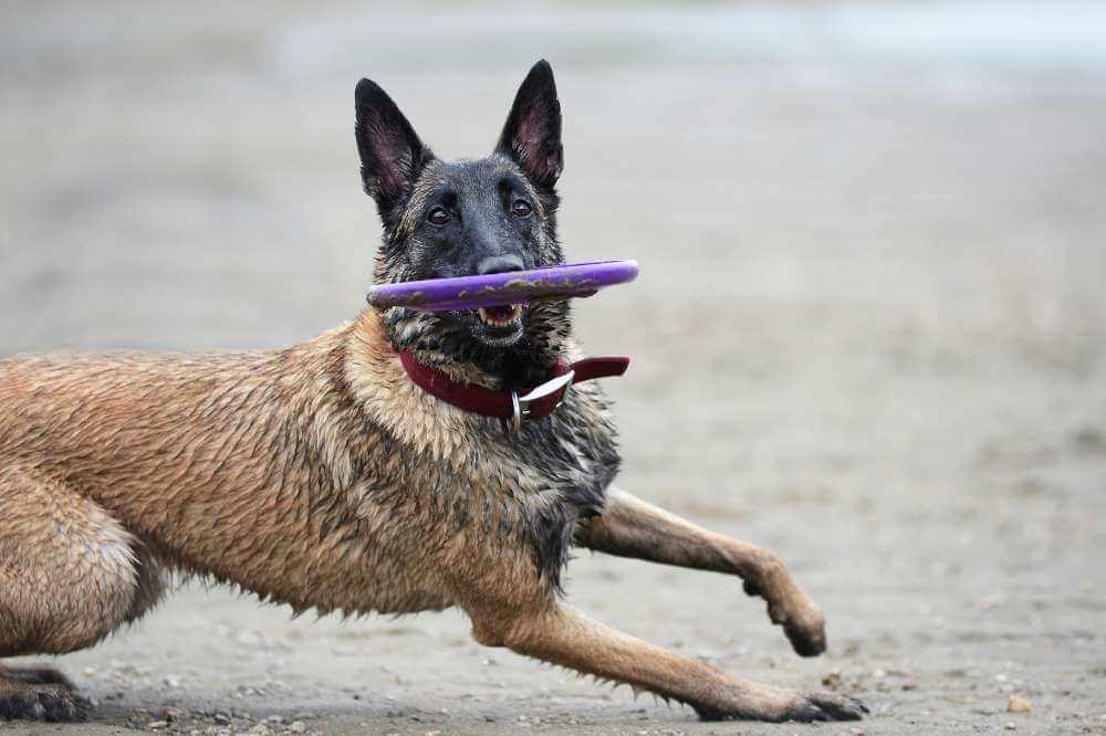 Ein belgischer Schäferhund fängt eine Frisbee im Sand.