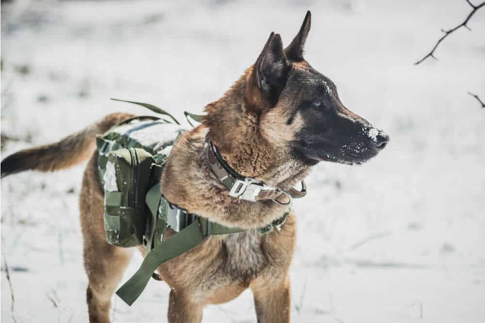 Ein belgischer Schäferhund in Diensthunde-Uniform.