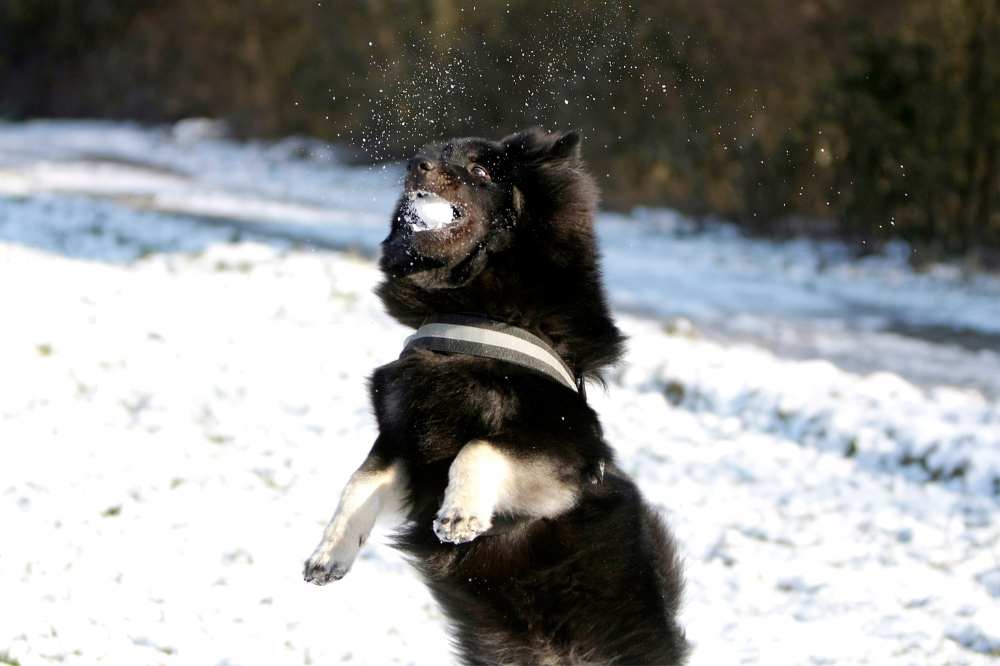 Ein schwarz-weißer Eurasier fängt einen Schneeball.