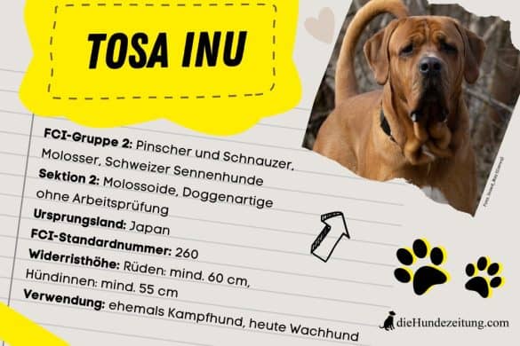 Tosa Inu FCI-Steckbrief: FCI-Gruppe 2: Pinscher und Schnauzer, Molosser, Schweizer Sennenhunde Sektion 2: Molossoide, Doggenartige Ohne Arbeitsprüfung Ursprungsland: Japan FCI-Standardnummer: 260 Widerristhöhe: Rüden: mind. 60 cm, Hündinnen: mind. 55 cm Verwendung: ehemaliger Kampfhund, heute Wachhund