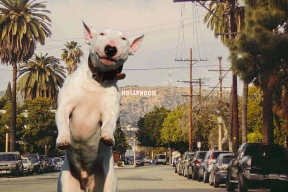 hollywood bullterrier weiss schauspieler stars hund