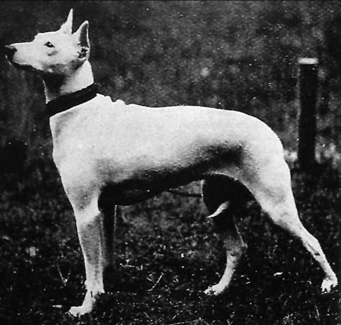 old white english terrier ausgestorben