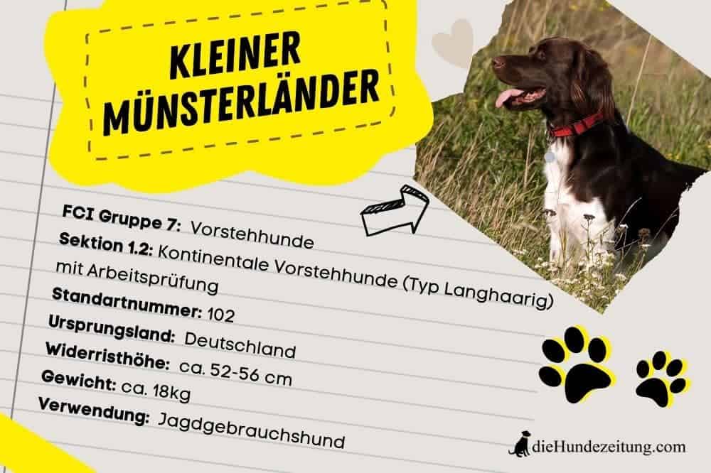 Kleiner Münsterländer Steckbrief