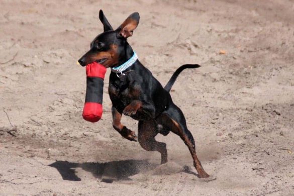 Zwergpinscher Rasse Hund Rassenporträt
