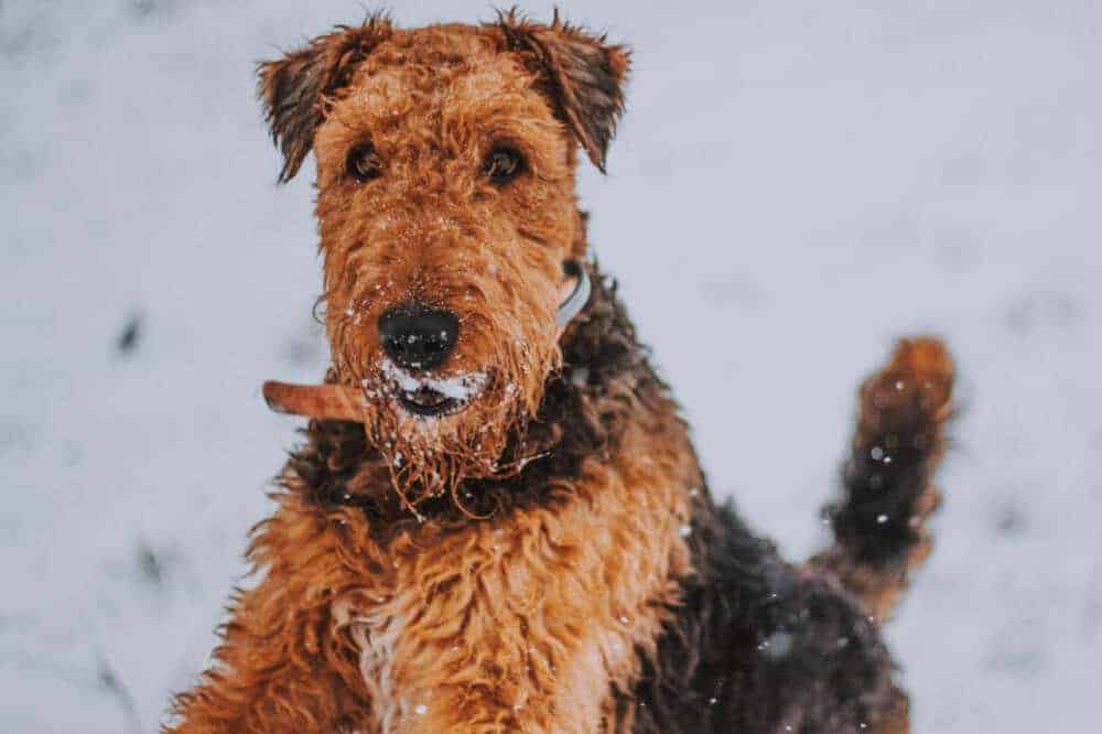 airedale terrier airdale hunderasse fell aussehen schnee