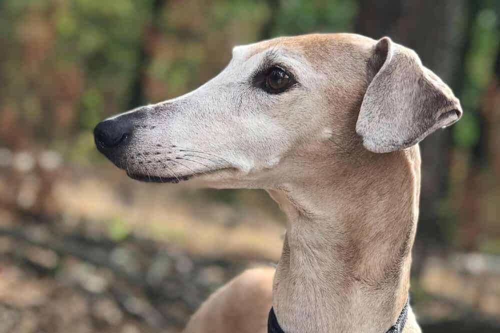 azawakh windhund hunderasse afrika sahelzone mali kopf aussehen