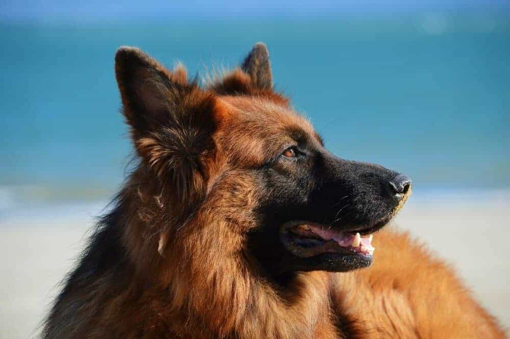 deutscher schäferhund mit langhaar schaut auf blauem hintergrund in die ferne