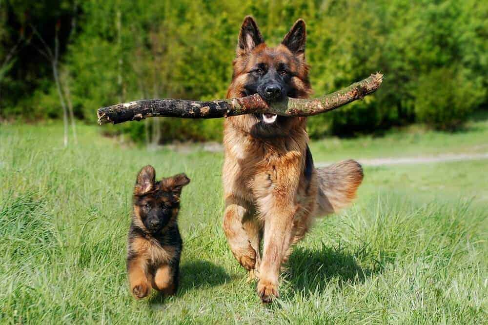 deutscher schäferhund mit einem großen ast im maul läuft neben einem deutscher schäferhund welpen her