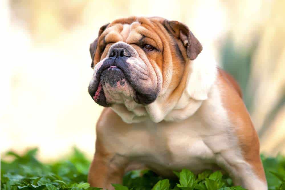 Englische Bulldogge sitzt auf einem Haufen Blätter.
