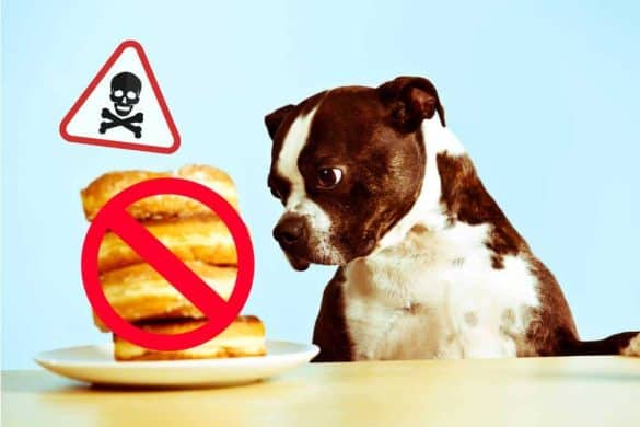 Es ist wichtig zu wissen, was der Hund essen darf und was nicht.