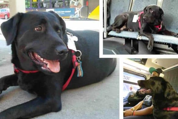 eclipse seattle bus dog hund schwarzer labrador mischling black dog